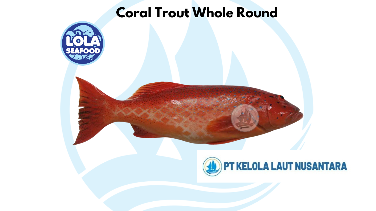 Coral Trout Whole Round